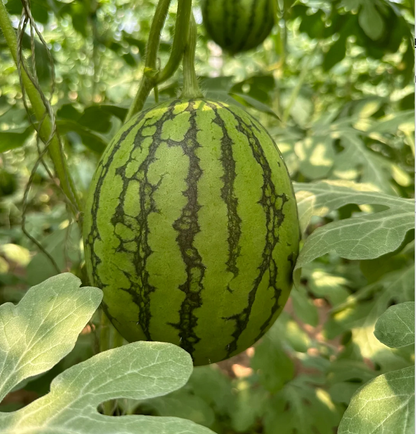 Rock Sugar Watermelon Seeds