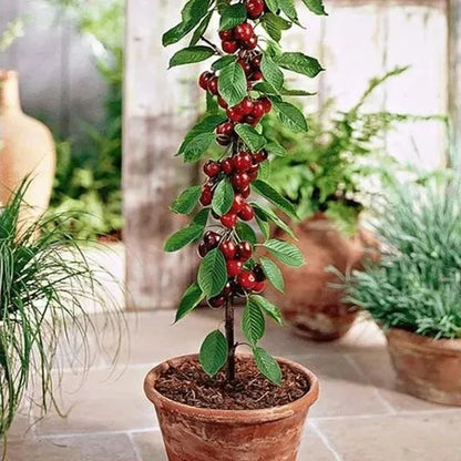 🍒Rainier Cherry Fruit Seeds(🌿99% Germination)