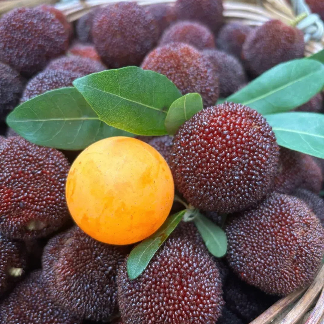 Black Bayberry Seeds