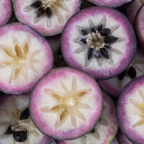 Star Apple Seeds