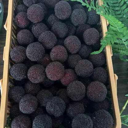 Black Bayberry Seeds