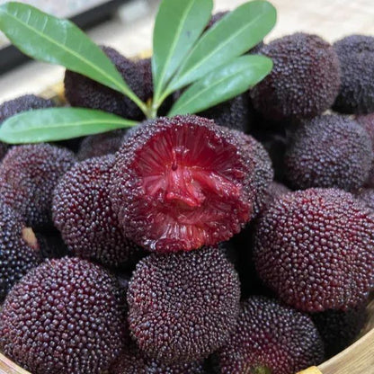 🍒 Giant Black Pearl Bayberry Seeds
