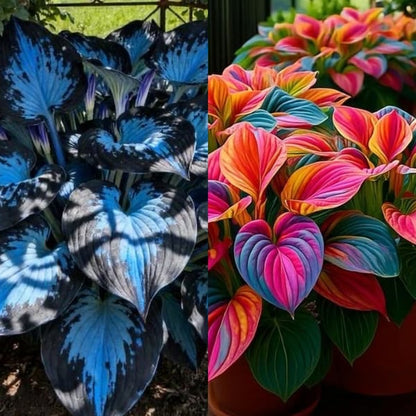 🔥 Last day clearance 🔥 Premium Rare Hosta Seeds🌿 Shade-Tolerant Plant
