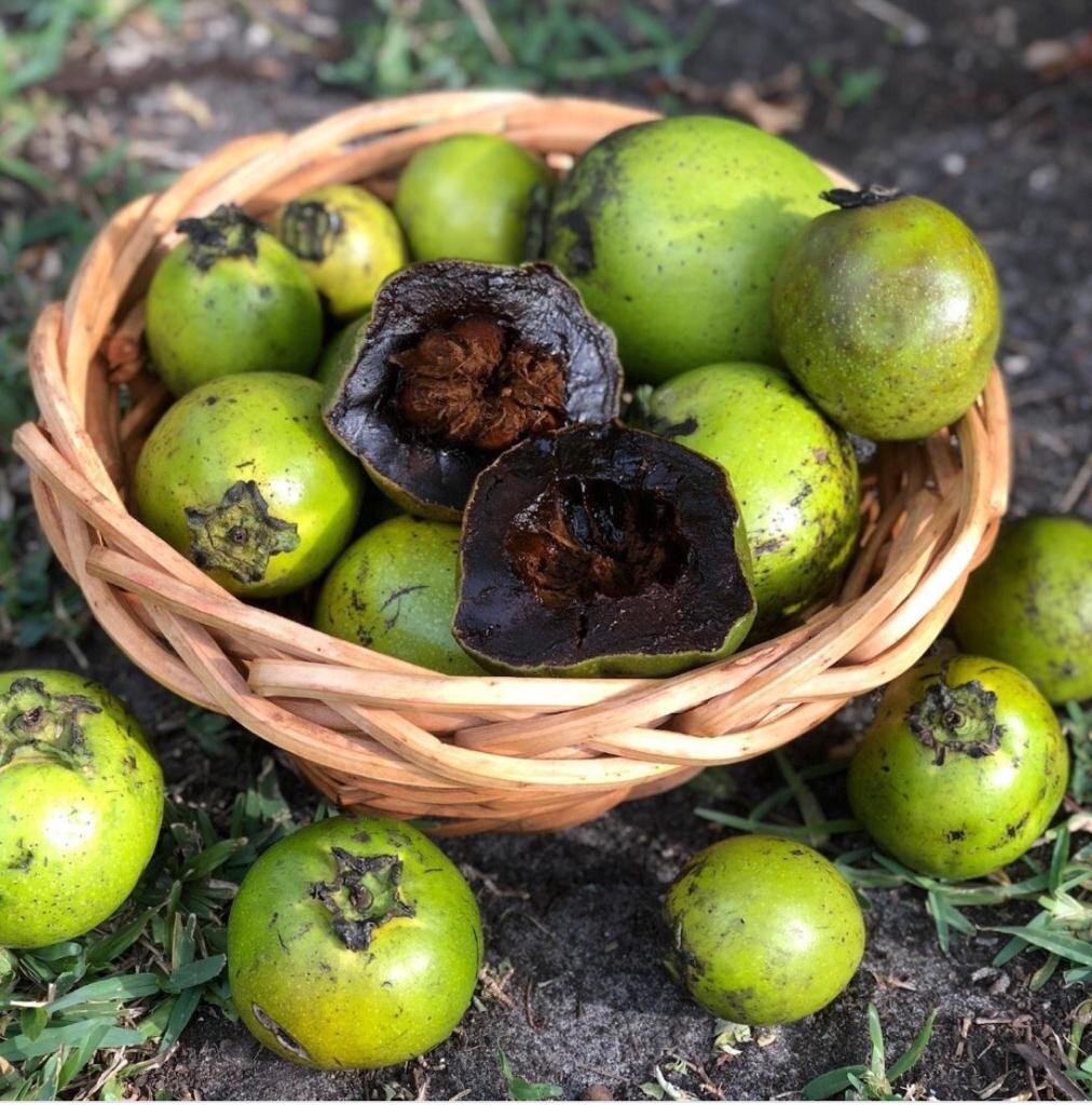 Black Sapote Seeds