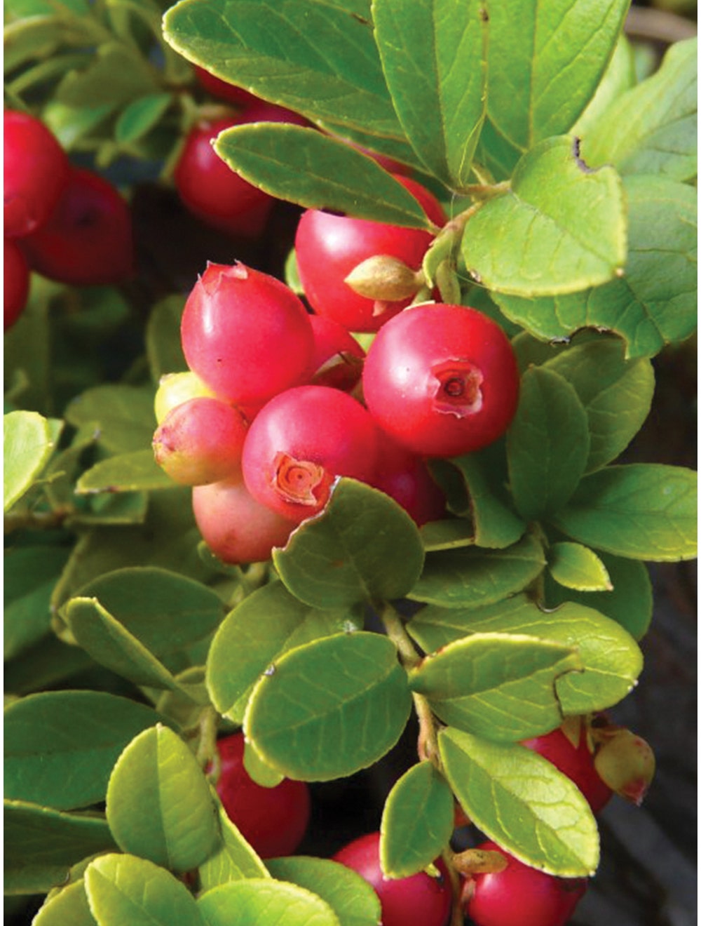 Lingonberry, Koralle