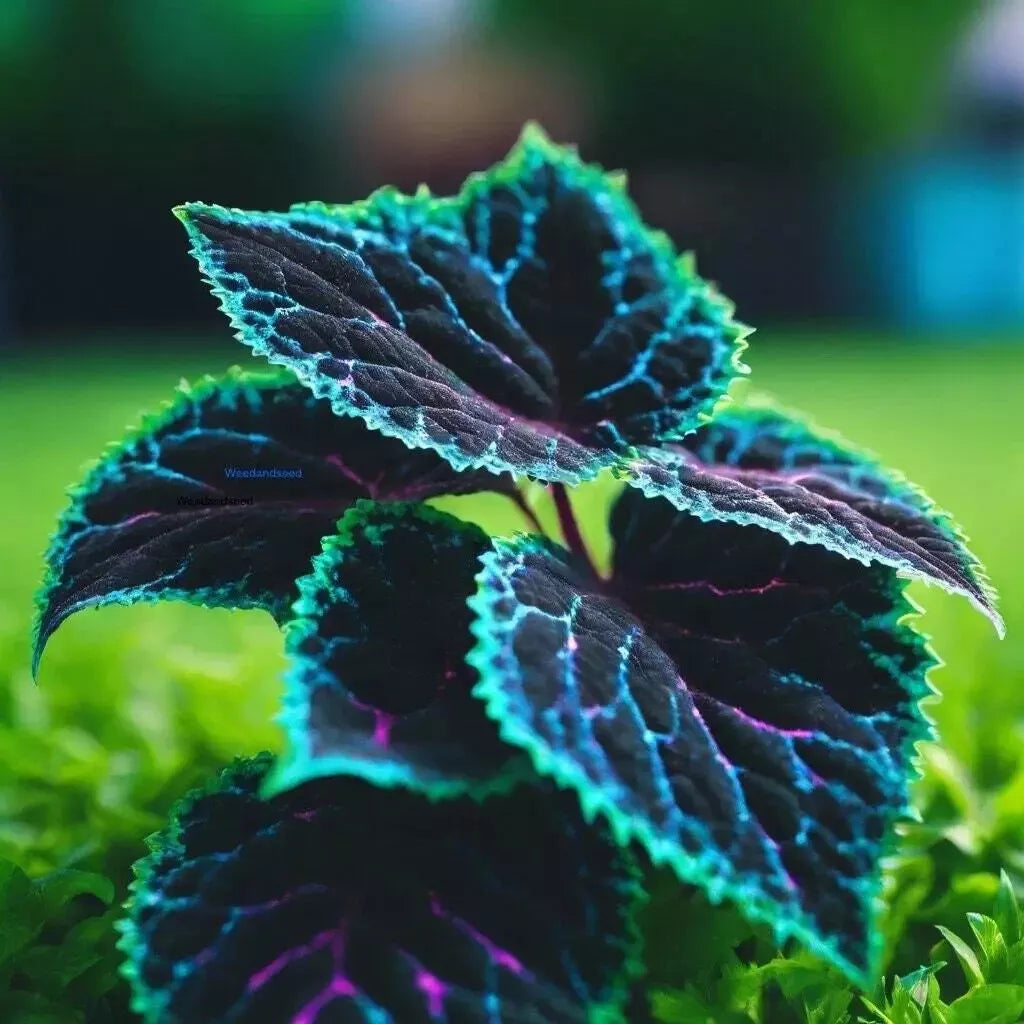Rare Blue, Purple, and Green Coleus Seeds
