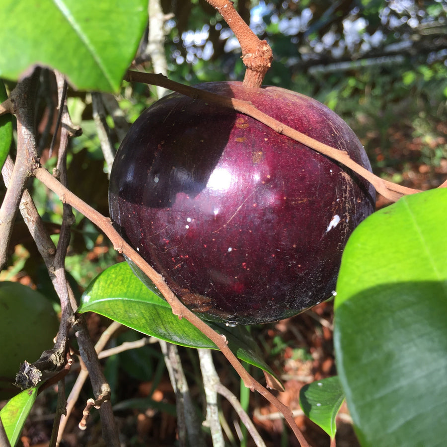 Star Apple Seeds