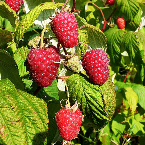 Raspberry Seeds