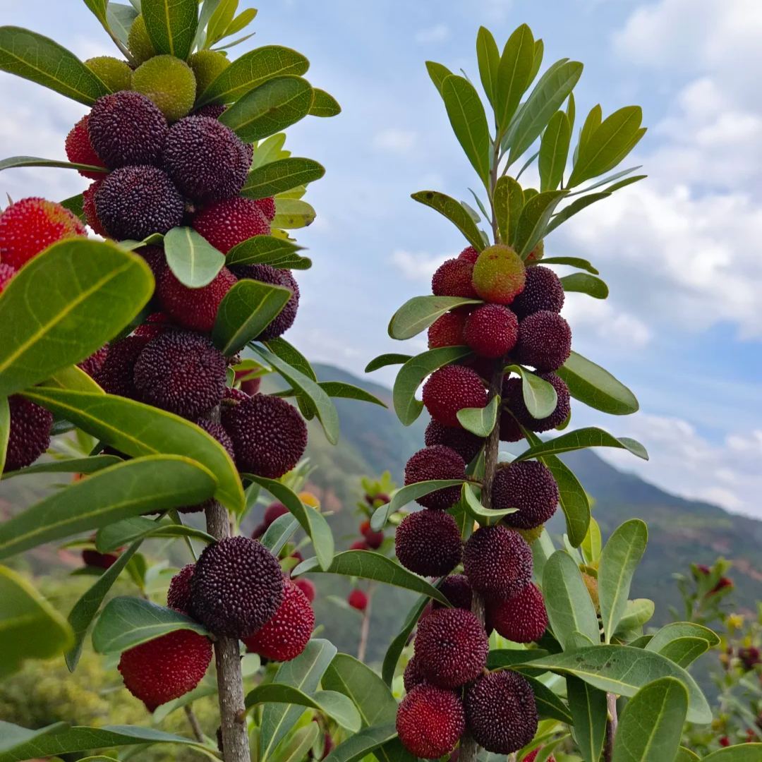 🍒 Giant Black Pearl Bayberry Seeds