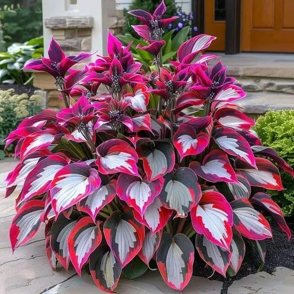🔥 Last day clearance 🔥 Premium Rare Hosta Seeds🌿 Shade-Tolerant Plant