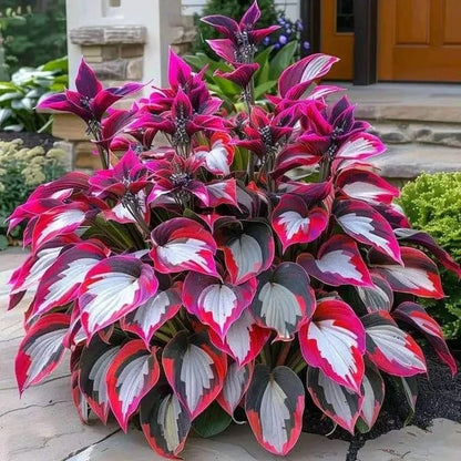 🔥 Last day clearance 🔥 Premium Rare Hosta Seeds🌿 Shade-Tolerant Plant