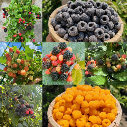 Giant Raspberry Seeds -92% Germination🌱