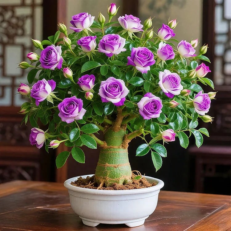 🔥Limited Sale 49% OFF!! - 🌵🌺Desert Rose Bulbs