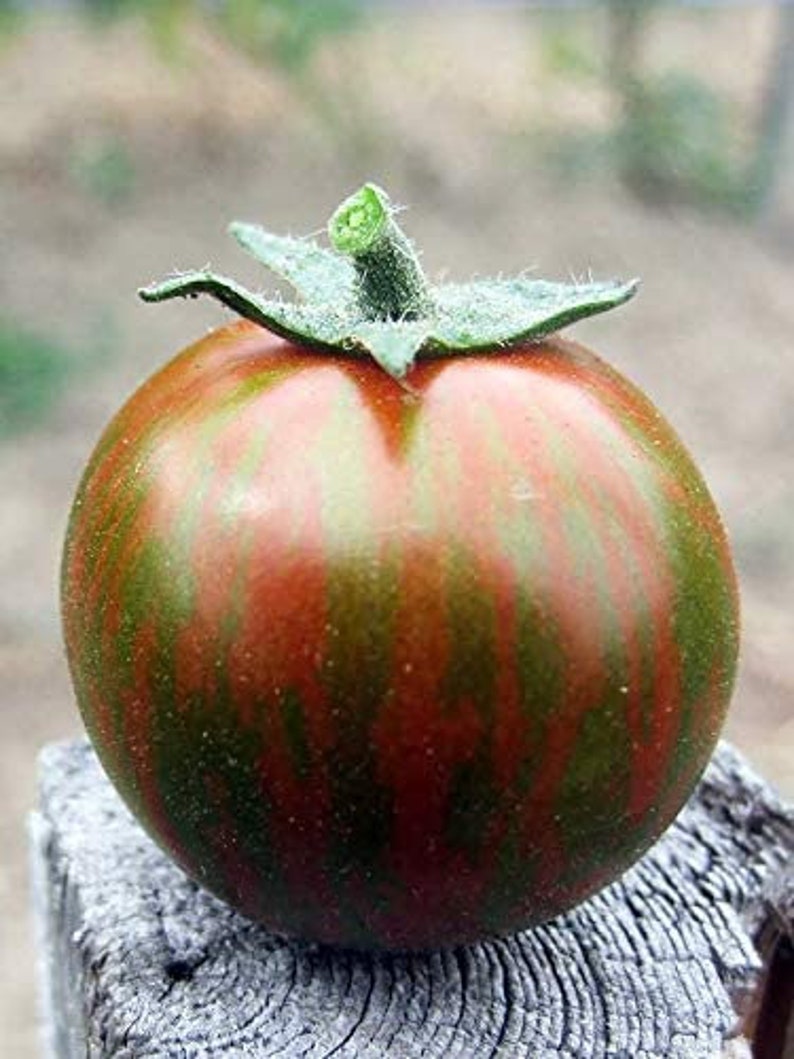 Rare Organic Vegetable Tomato Seeds "Black Zebra" (Lycopersicon esculentum Mill)