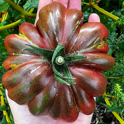 Multicolor Tomato Seeds-No Gmo