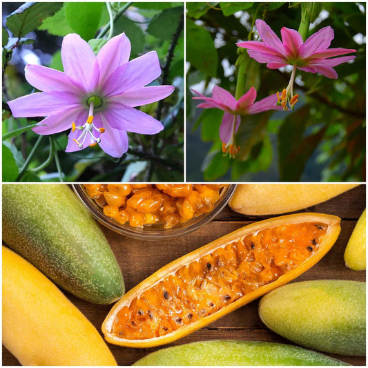 Passiflora Seeds - Banana Passion Fruit