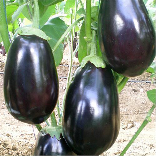 Eggplant Classic F1