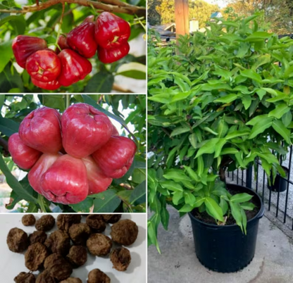 Wax-apple Fruit Seeds🍹