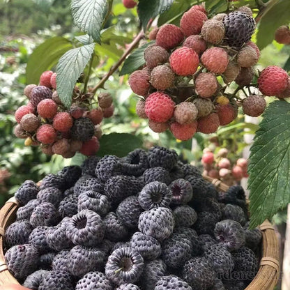 Giant Raspberry Seeds -92% Germination🌱