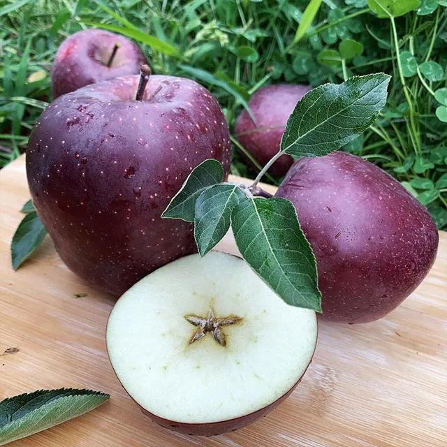 Rare Black Diamond Apple Seeds