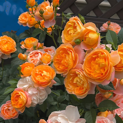 Potted Four Seasons Rose Juice Balcony