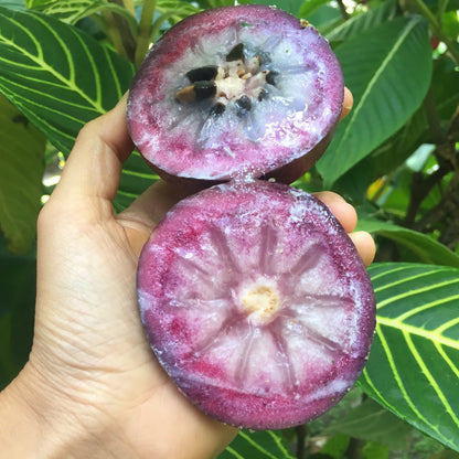 Star Apple Seeds