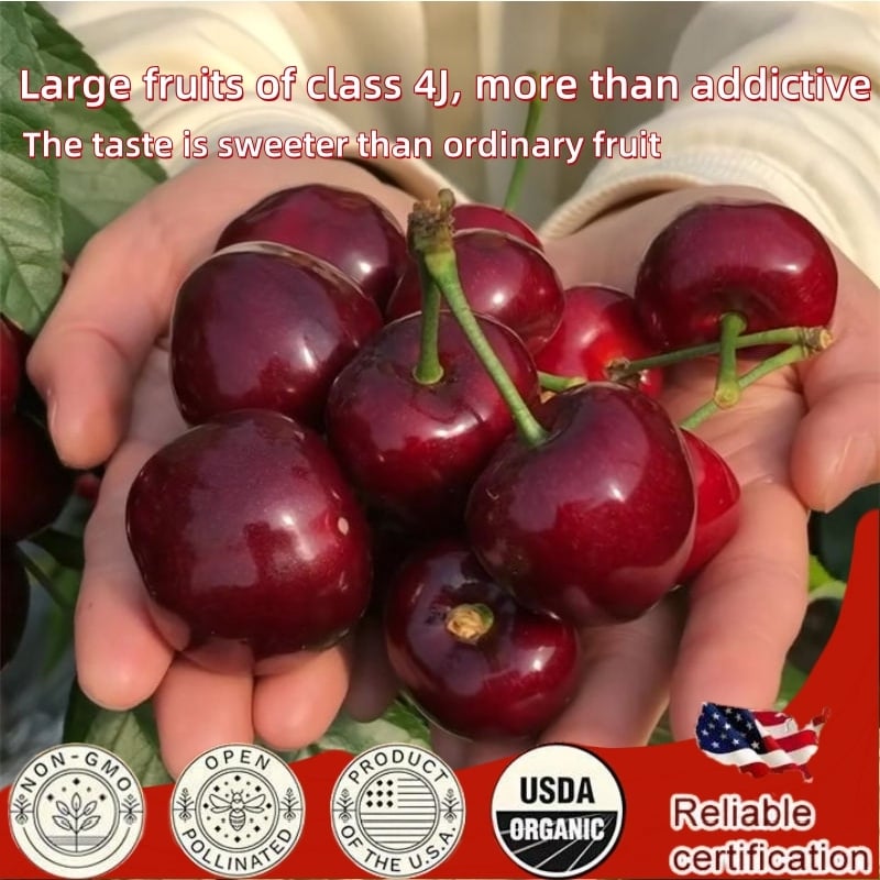 🏆75K+ SOLD! 🌳Cherry Tree Seeds – Delicious, Fresh Cherries Await!(🌿99% Germination)