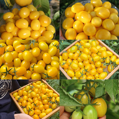 Patio Choice Yellow Cherry Tomato Seeds