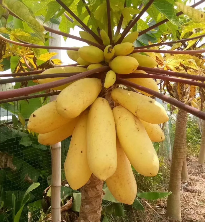 Organic Papaya Tree Seeds Heirloom Edible