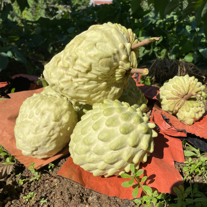 Sugar Apple Seeds