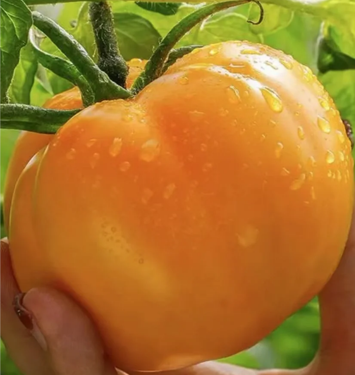 Yellow Persimmon Seeds