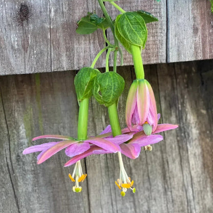 Passiflora Seeds - Banana Passion Fruit