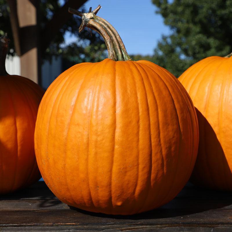 Pumpkin Bellatrix F1