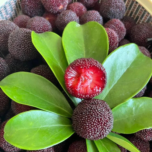 Black Bayberry Seeds