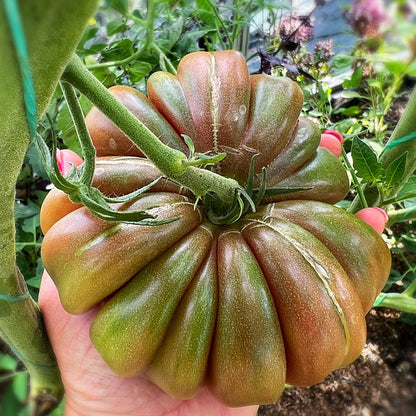 Multicolor Tomato Seeds-No Gmo