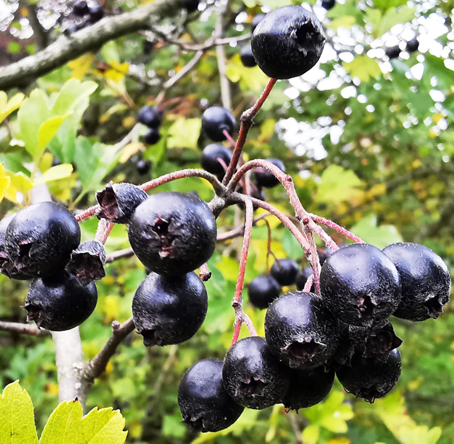Hawthorn Seeds
