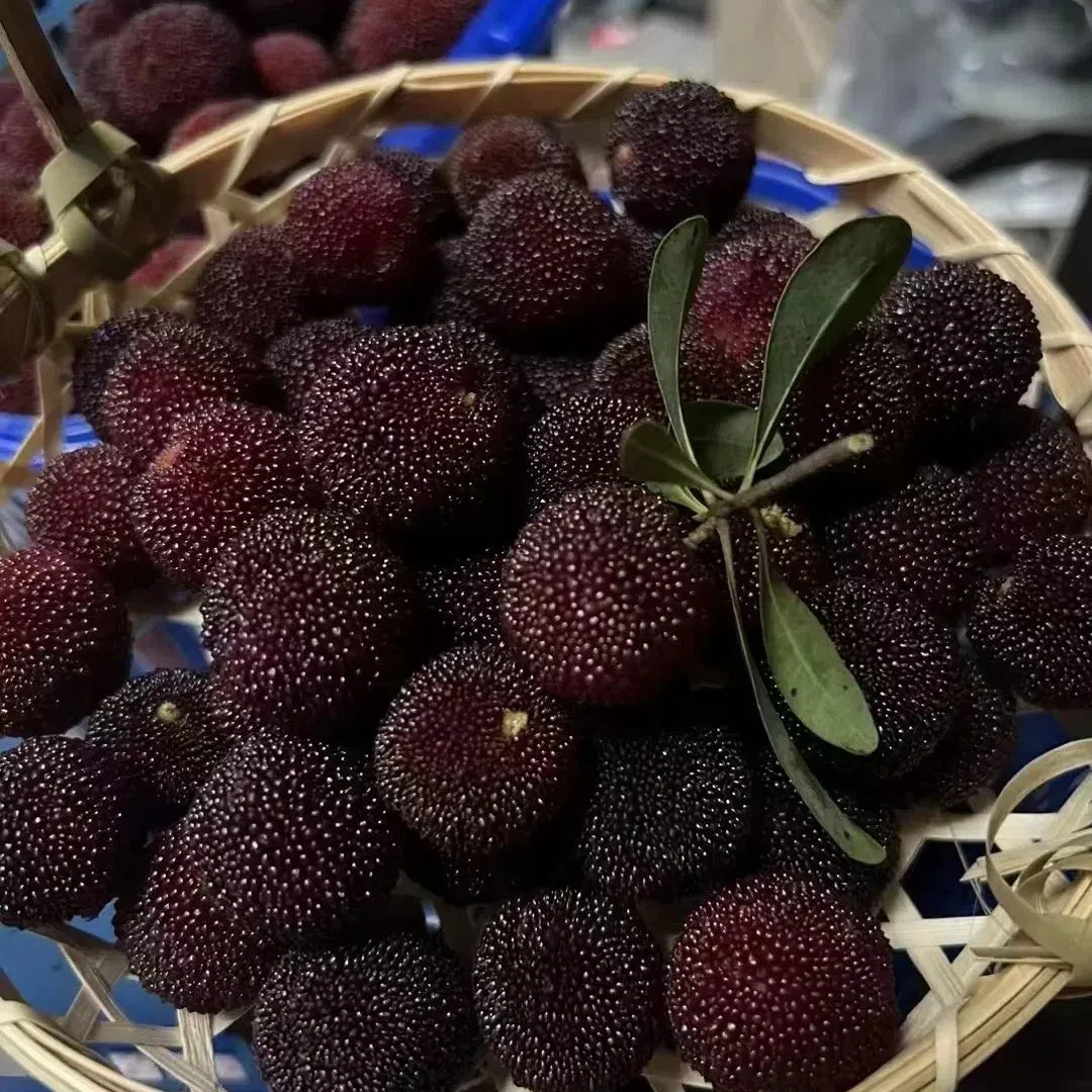 🍒 Giant Black Pearl Bayberry Seeds