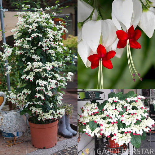 🌼Bleeding Heart Vine Pot Seeds