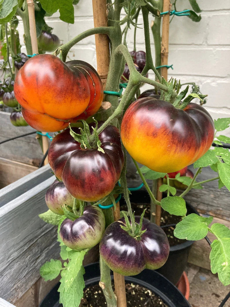 Lucid Gem Tomato Seeds Organic, Heirloom Tomatoes