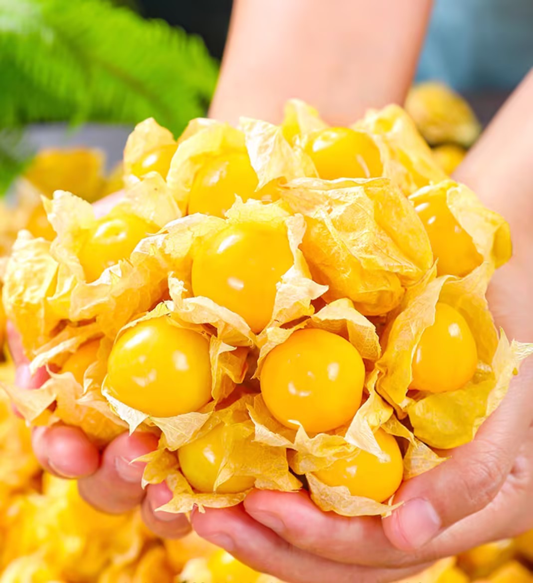 Physalis Peruviana Golden Berry Seeds Lantern Fruit Seeds