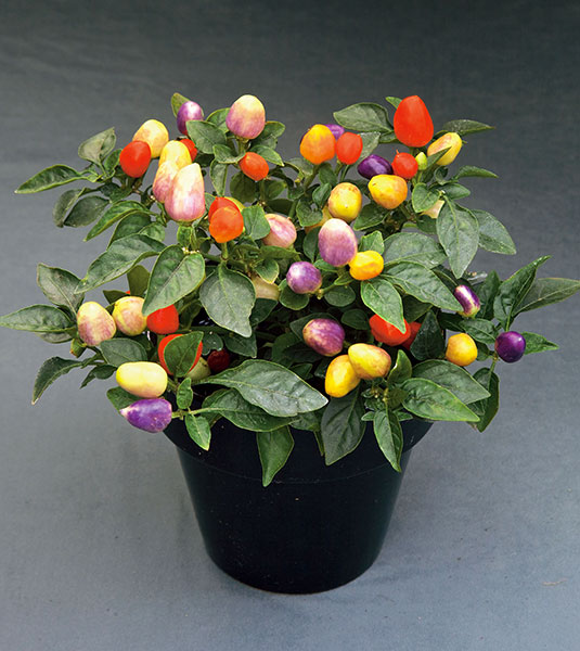 Chinese Five-Color Pepper Ornamental Pepper