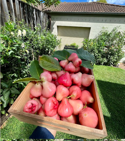 Pink Lotus Mist Seeds