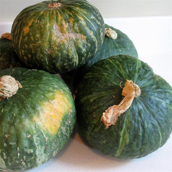 Squash Mini Green Kabocha F1