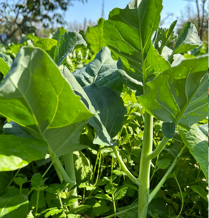 Chinese Broccoli Seeds