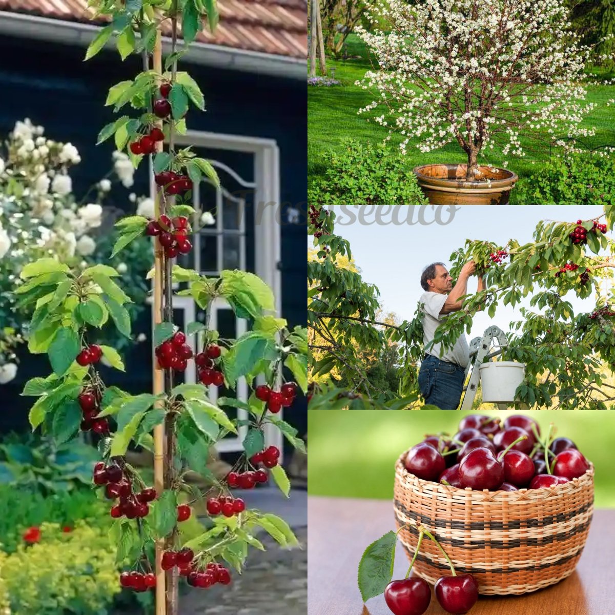 🏆75K+ SOLD! 🌳Cherry Tree Seeds – Delicious, Fresh Cherries Await!(🌿99% Germination)
