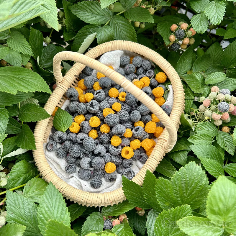 Giant Raspberry Seeds -92% Germination🌱