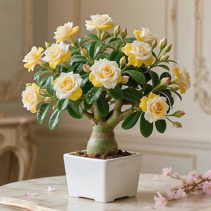 🔥Limited Sale 49% OFF!! - 🌵🌺Desert Rose Bulbs