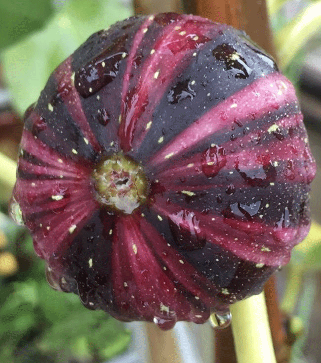 Rainbow Fig Seeds
