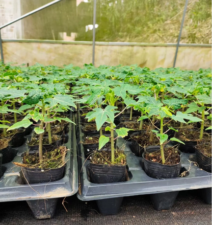 Organic Papaya Tree Seeds Heirloom Edible