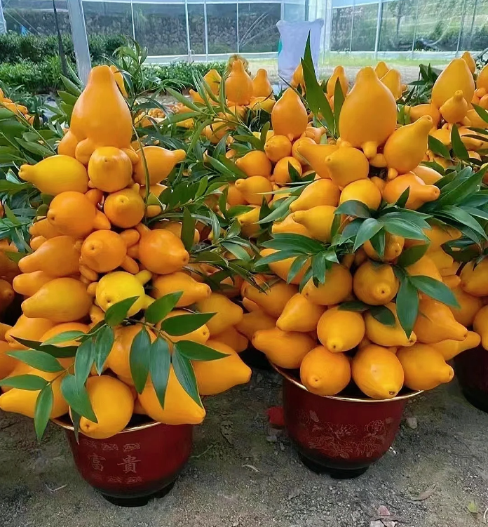 Golden Fruit Seeds 💛Five Generations Of Fruits💛